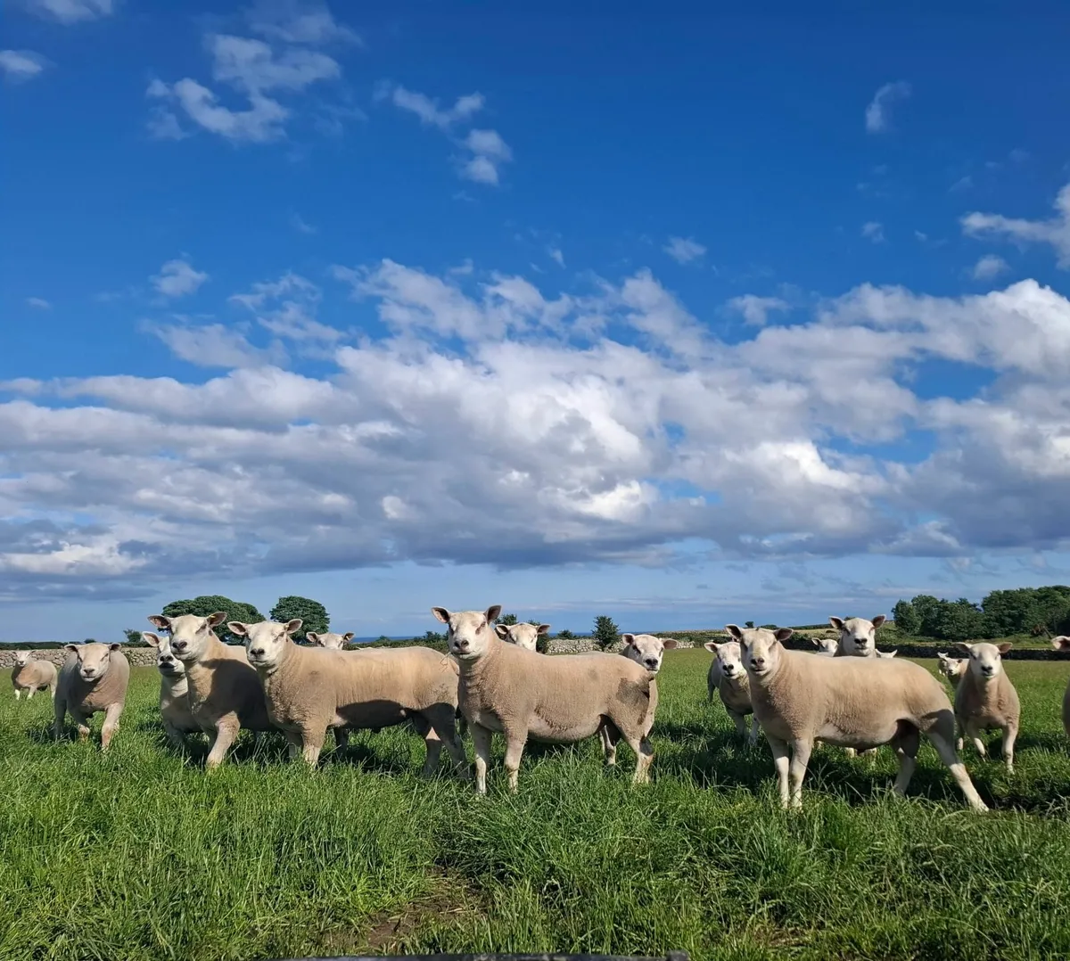 Texel and Chartex Shearling rams for sale - Image 1