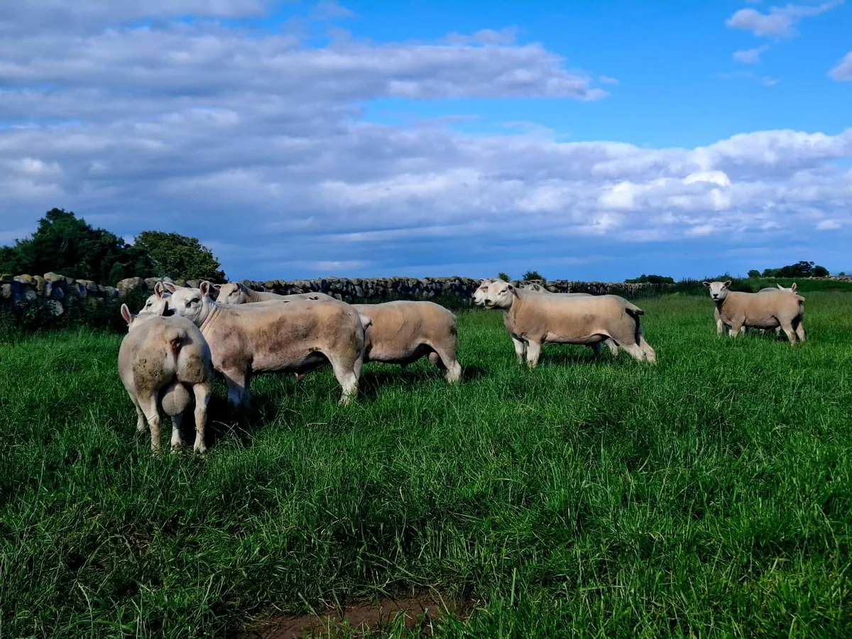 Texel and Chartex Shearling rams for sale - Image 3