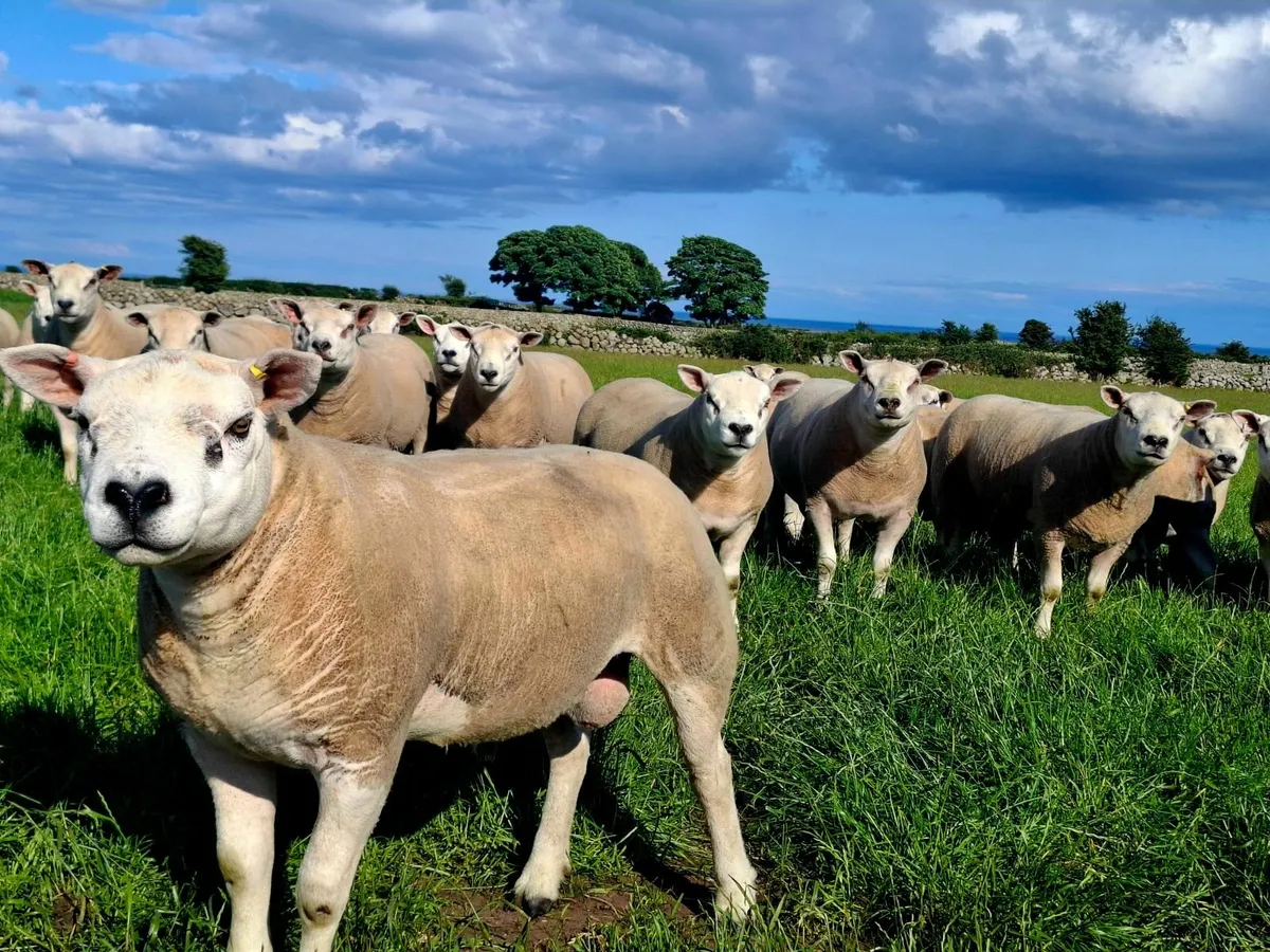 Texel and Chartex Shearling rams for sale - Image 4