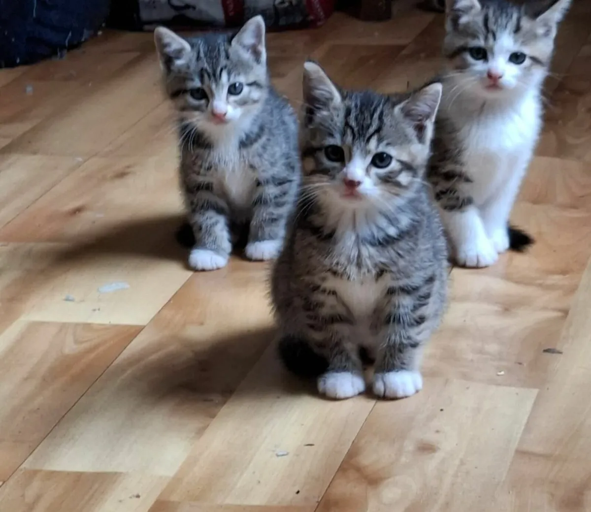 Kittens - Image 1