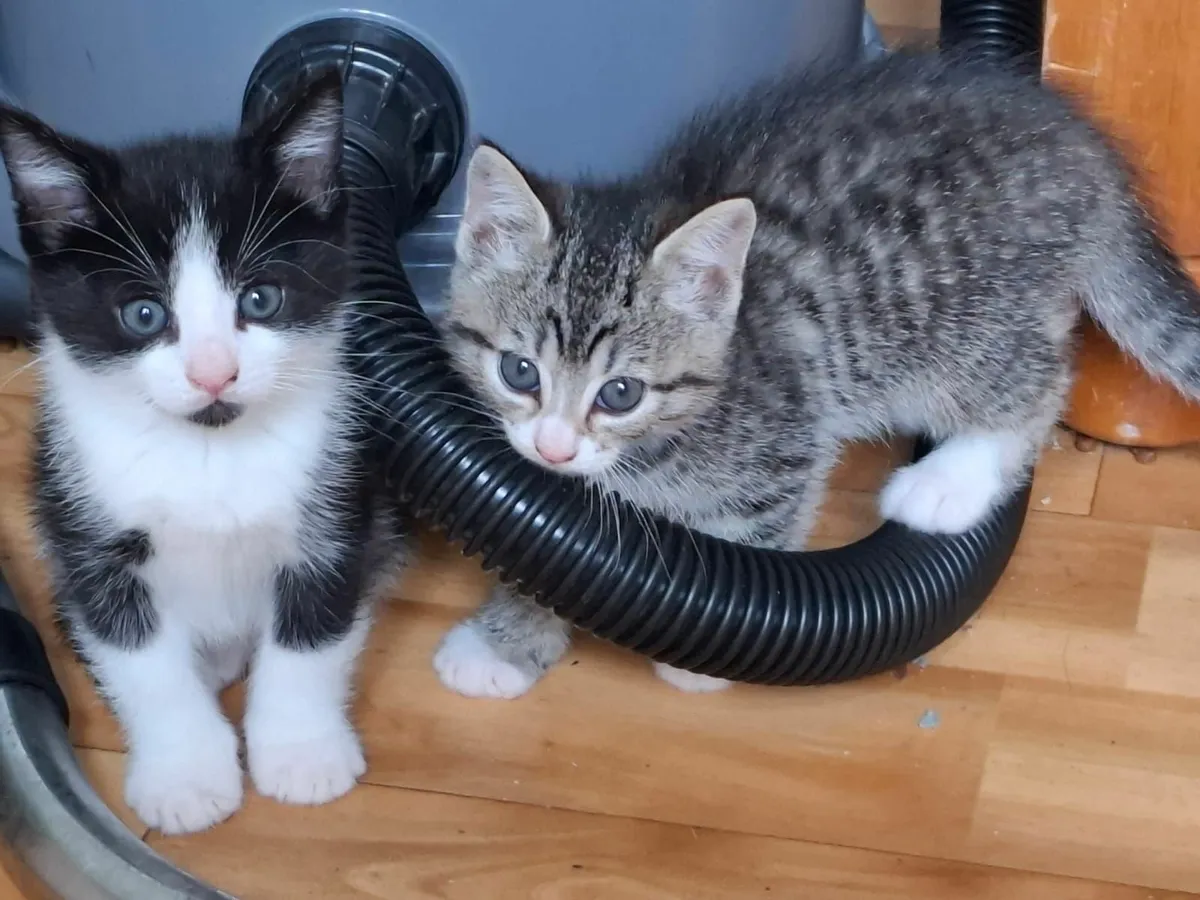 Kittens - Image 2