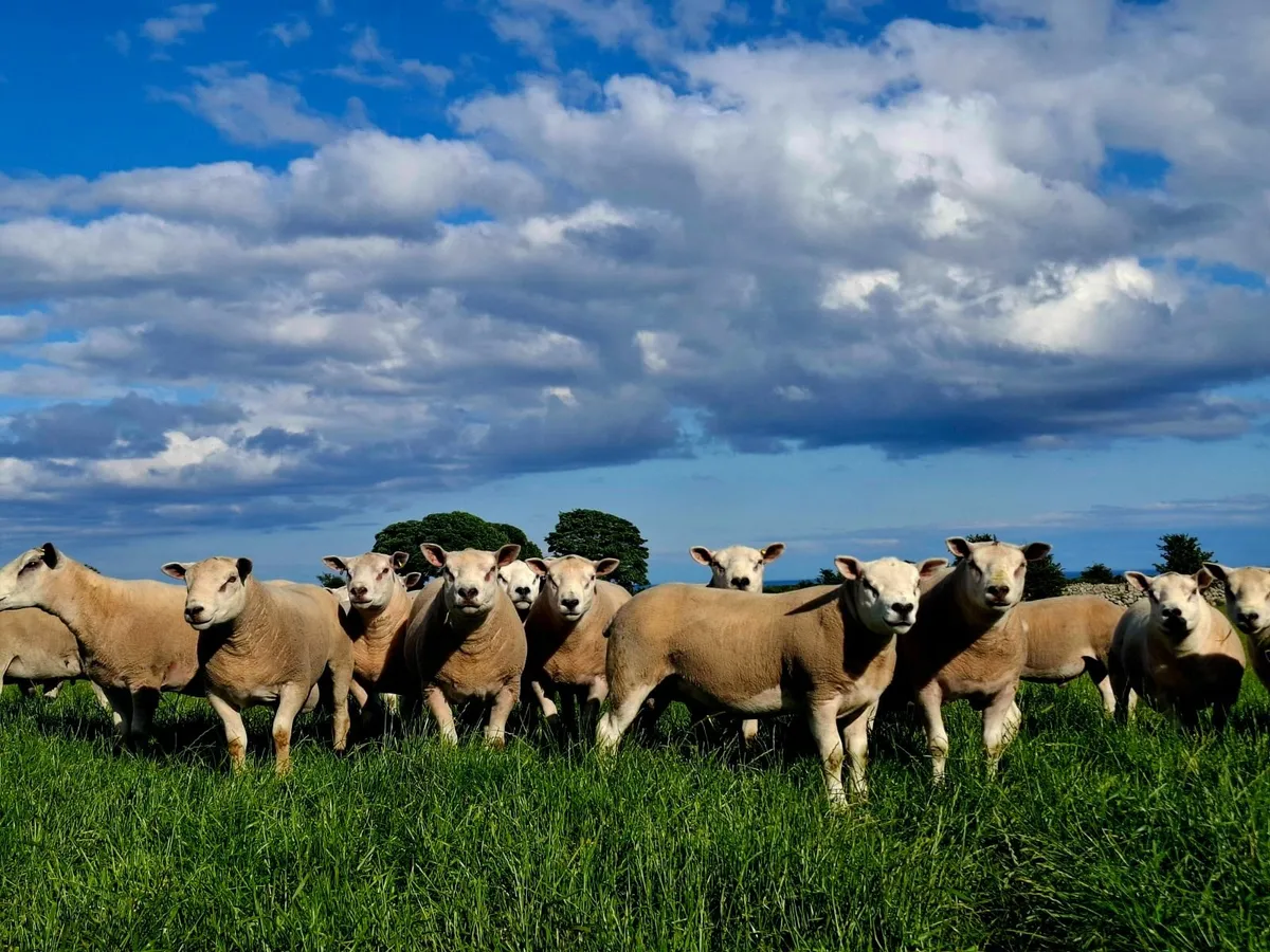 Texel and Chartex Shearling rams for sale - Image 2