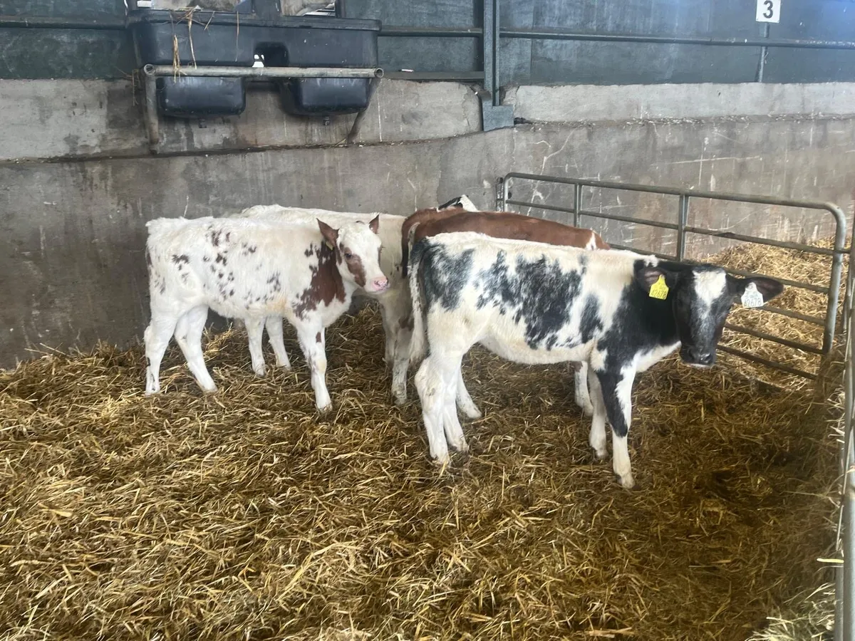 4 super blue  reared heifers - Image 1