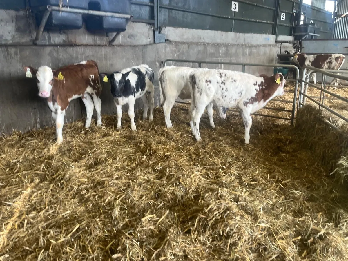 4 super blue  reared heifers - Image 2