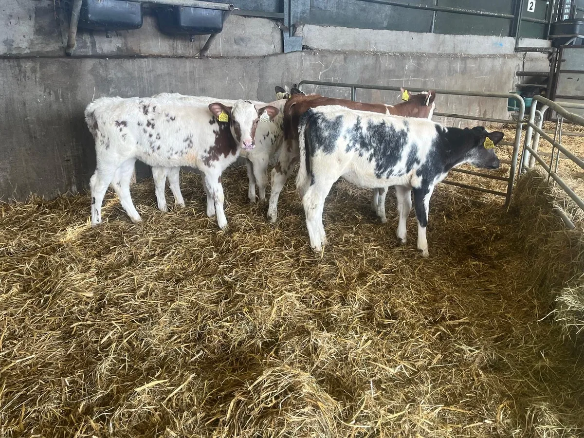 4 super blue  reared heifers - Image 3