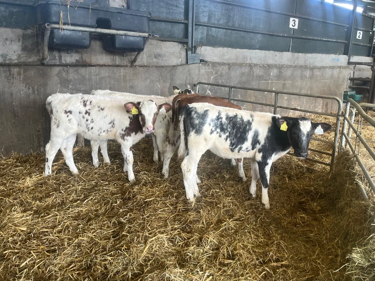 4 super blue  reared heifers - Image 4