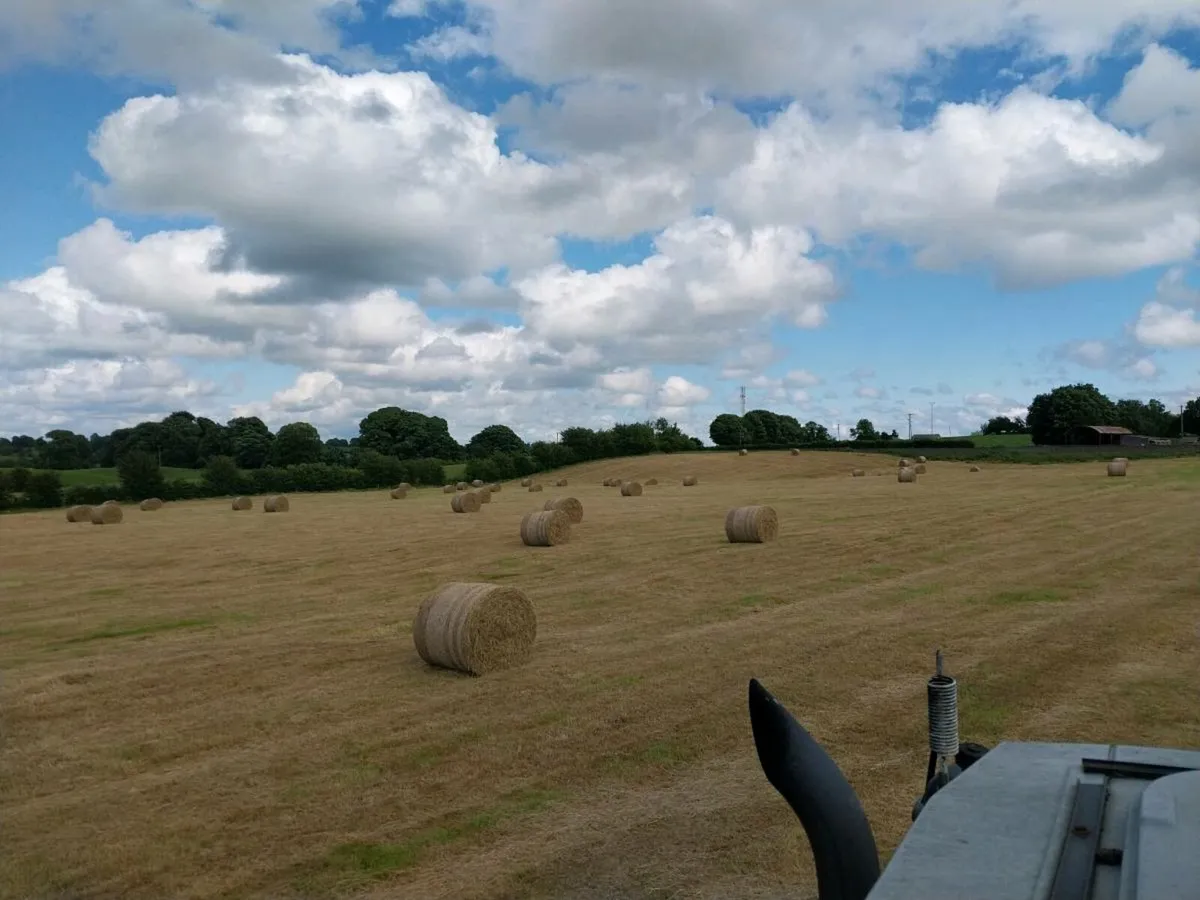 Hay - Image 2