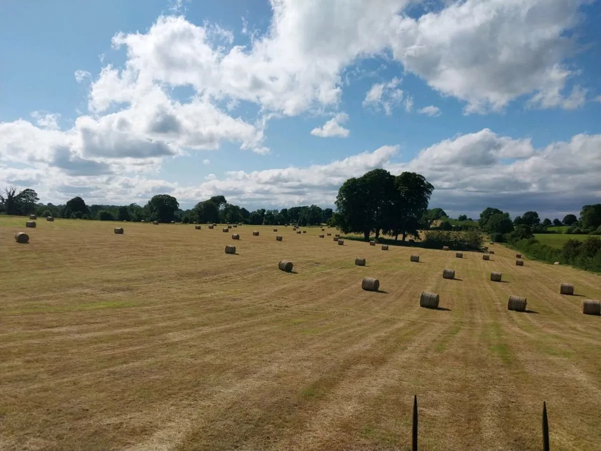 Hay - Image 3