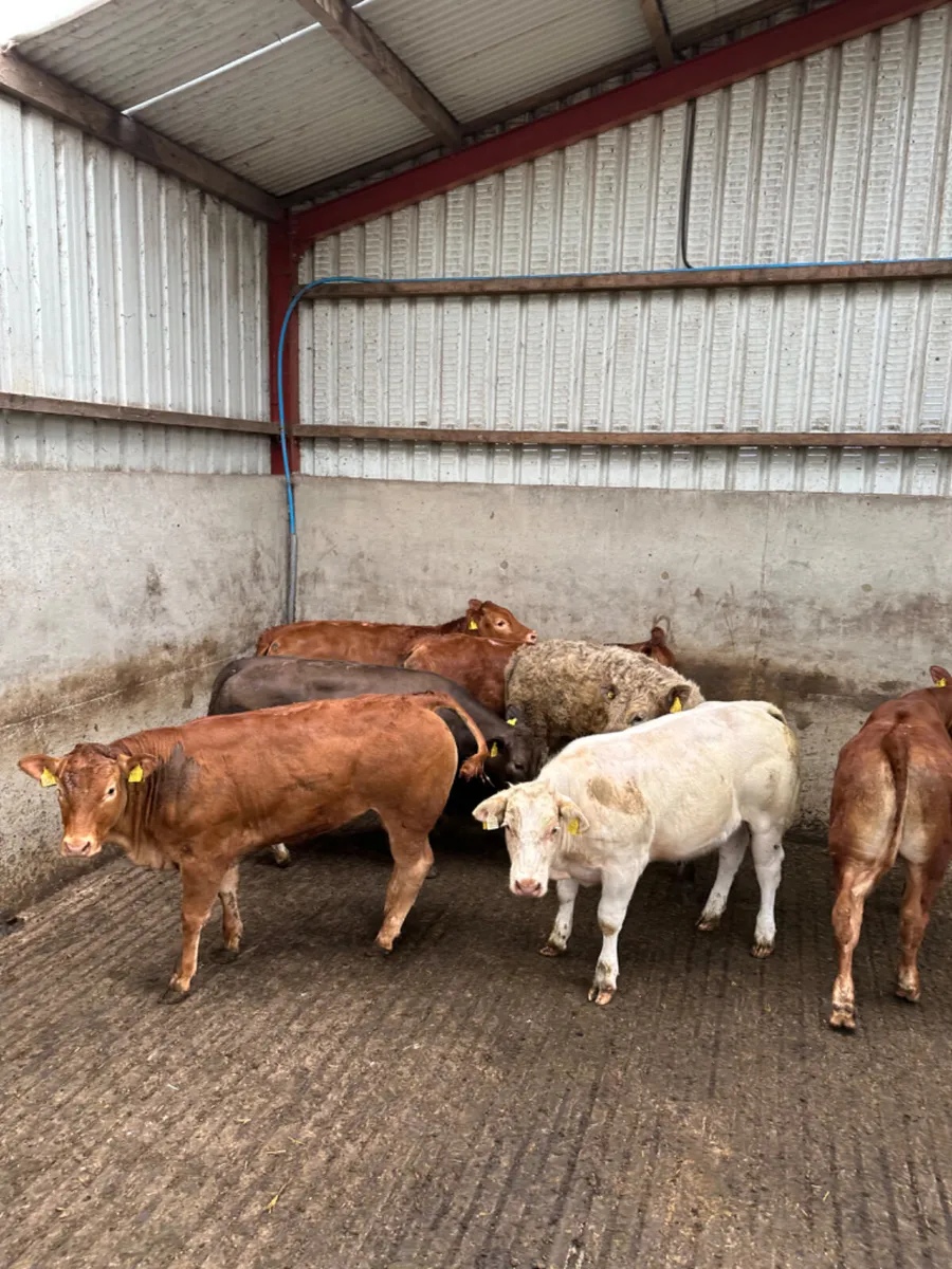 Charolais and lim heifers - Image 4