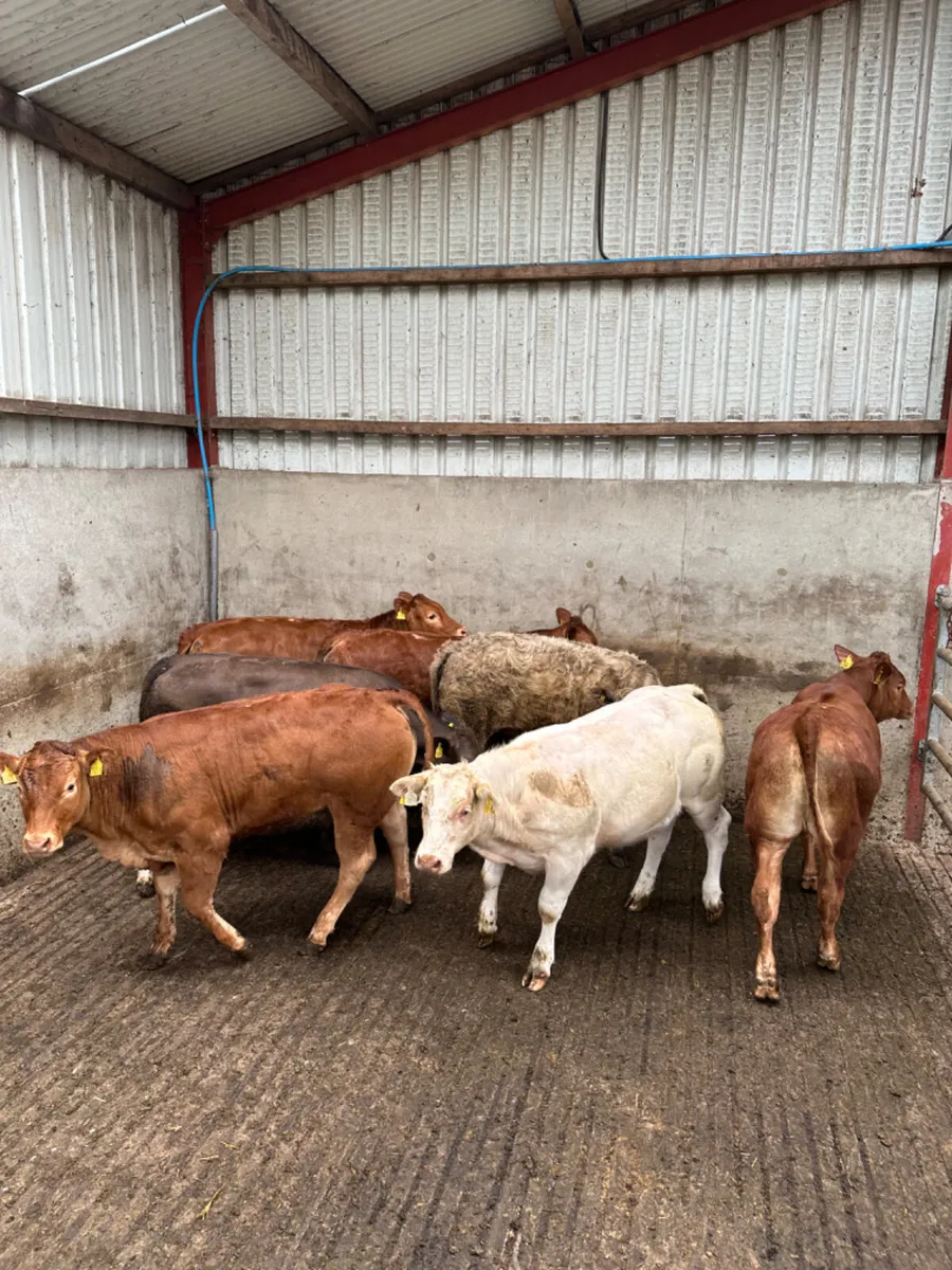 Charolais and lim heifers - Image 2
