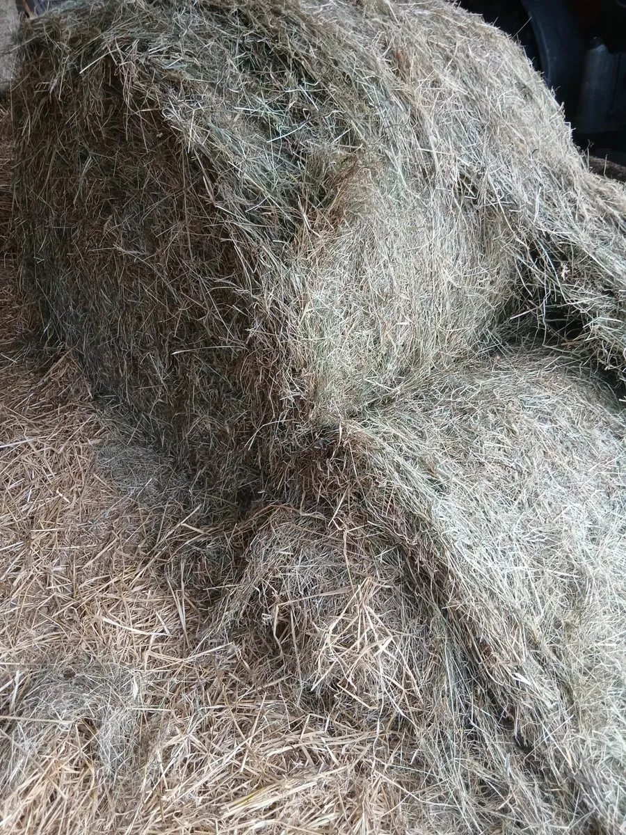 Hay for sale - Image 2