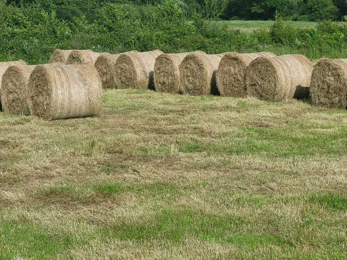Hay - Image 1