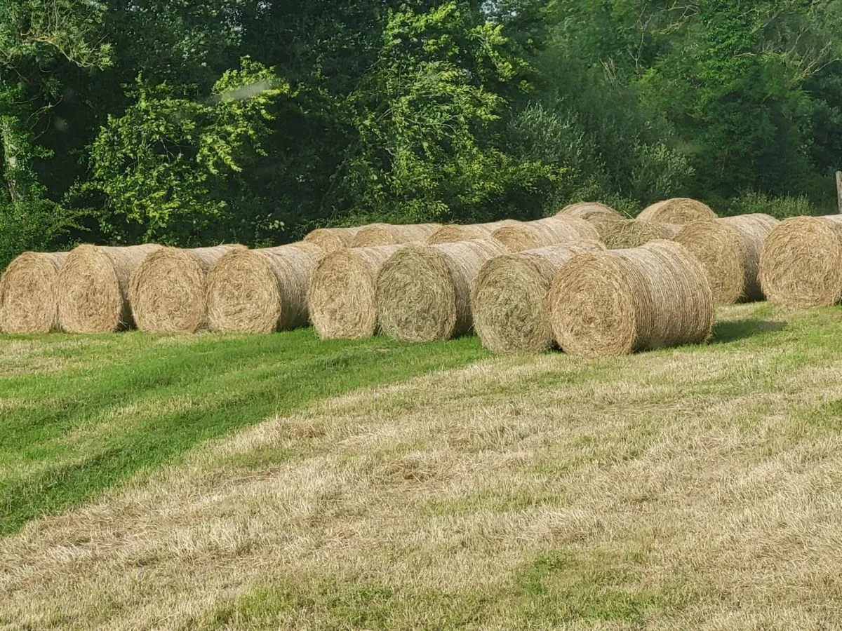 Hay - Image 2