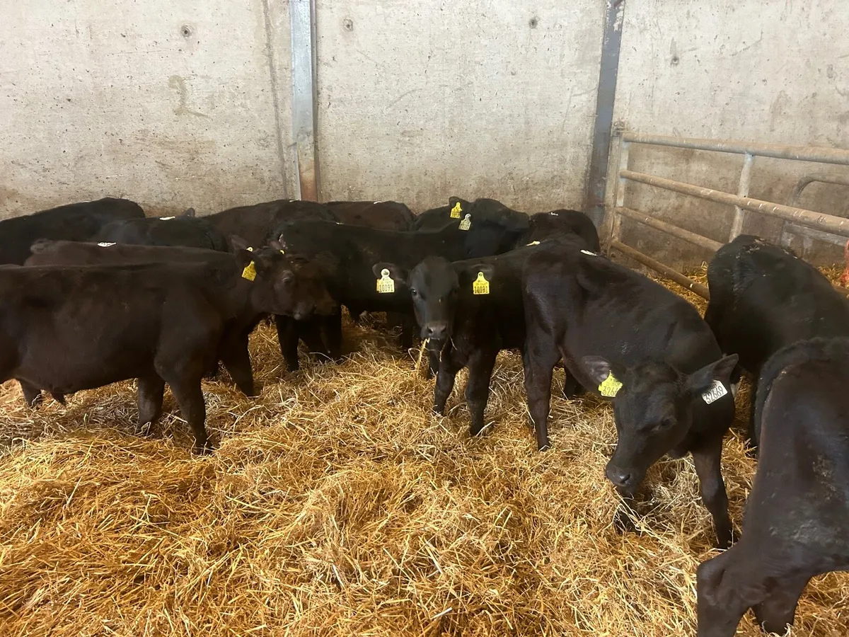 8 super  Angus  bull  runners - Image 2
