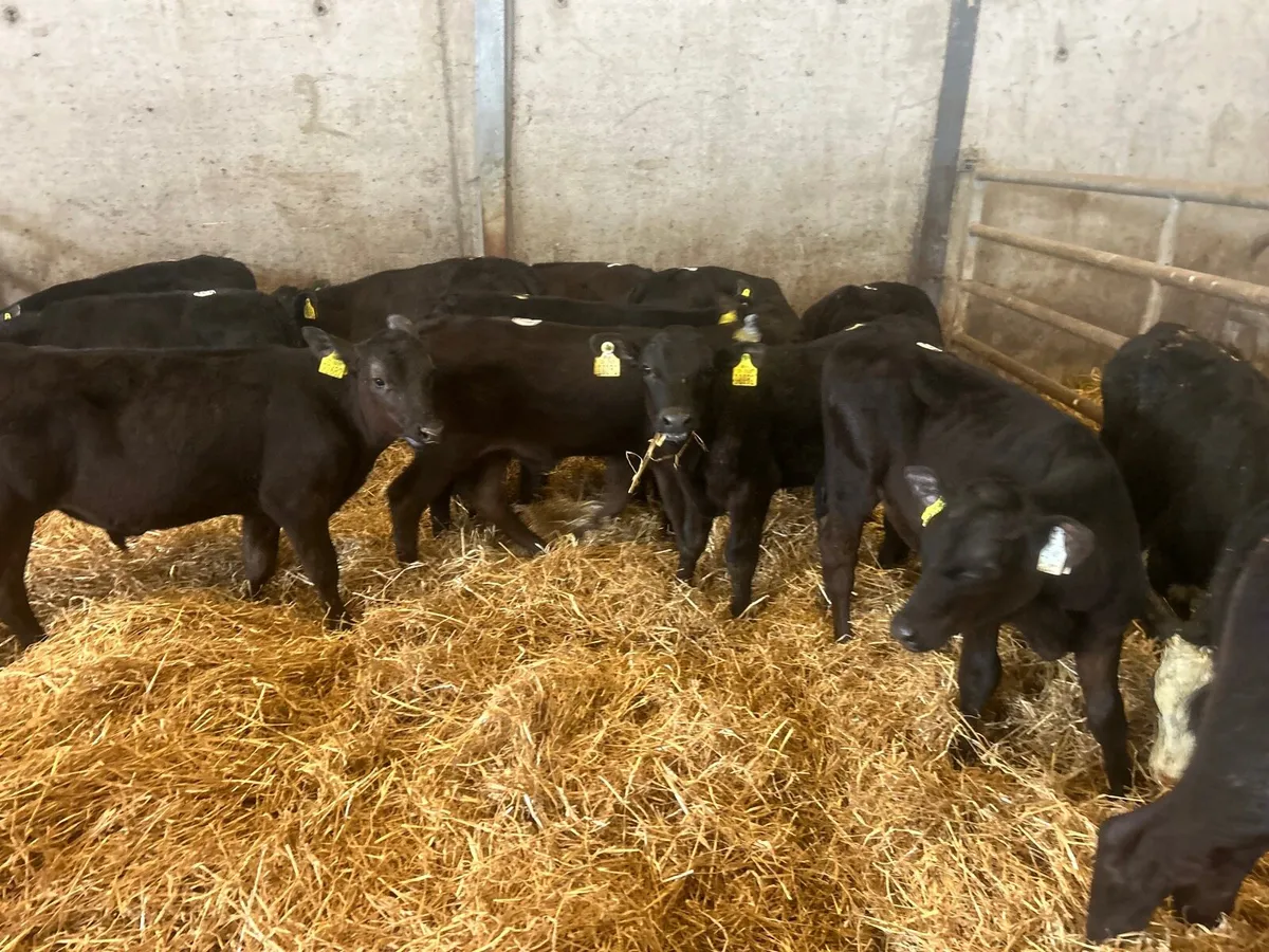 8 super  Angus  bull  runners - Image 3