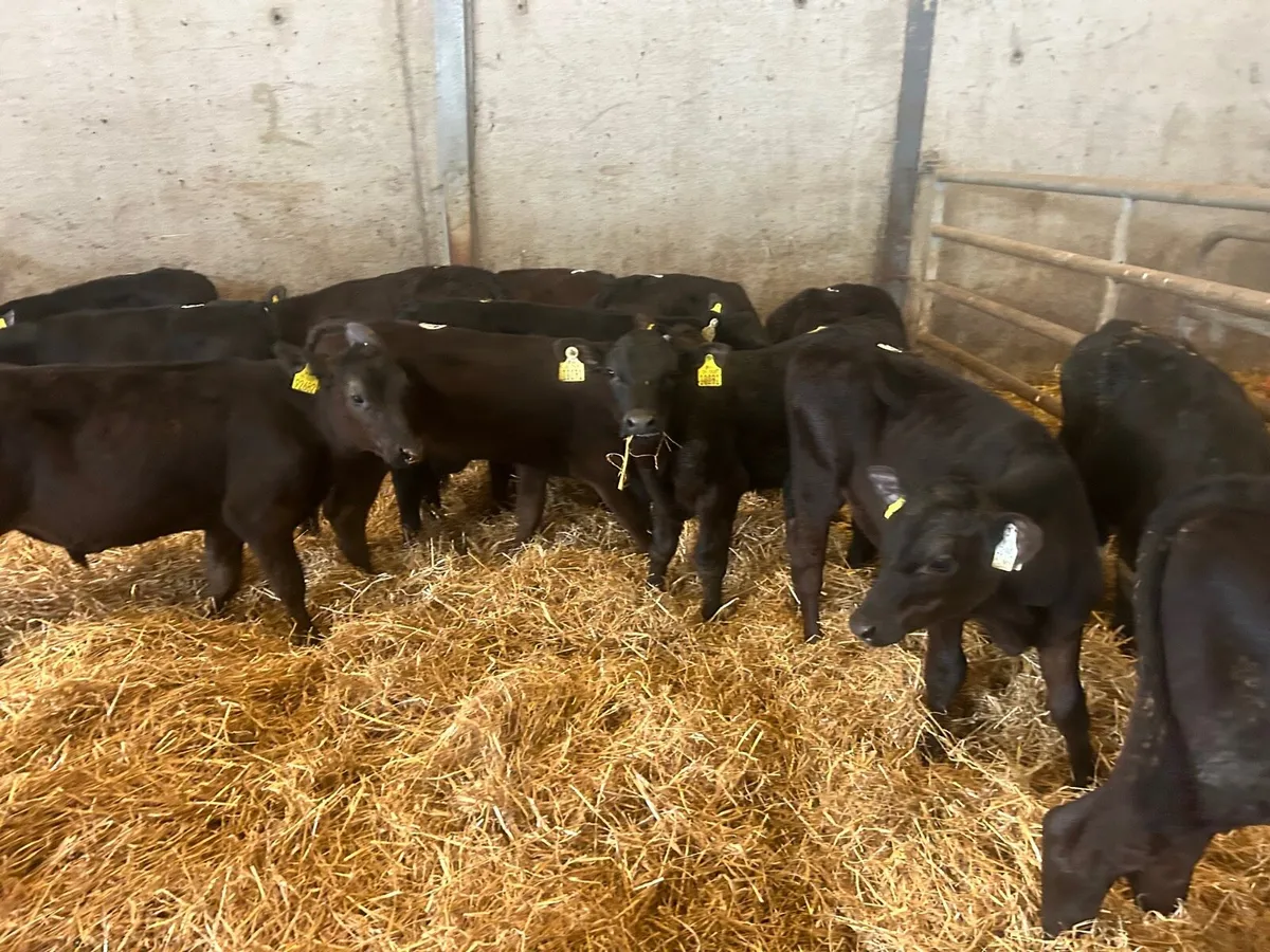 8 super  Angus  bull  runners - Image 4