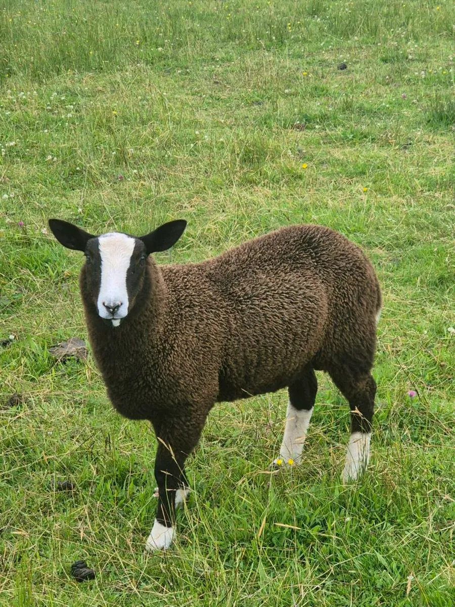 Zwartble Lambs - Image 1