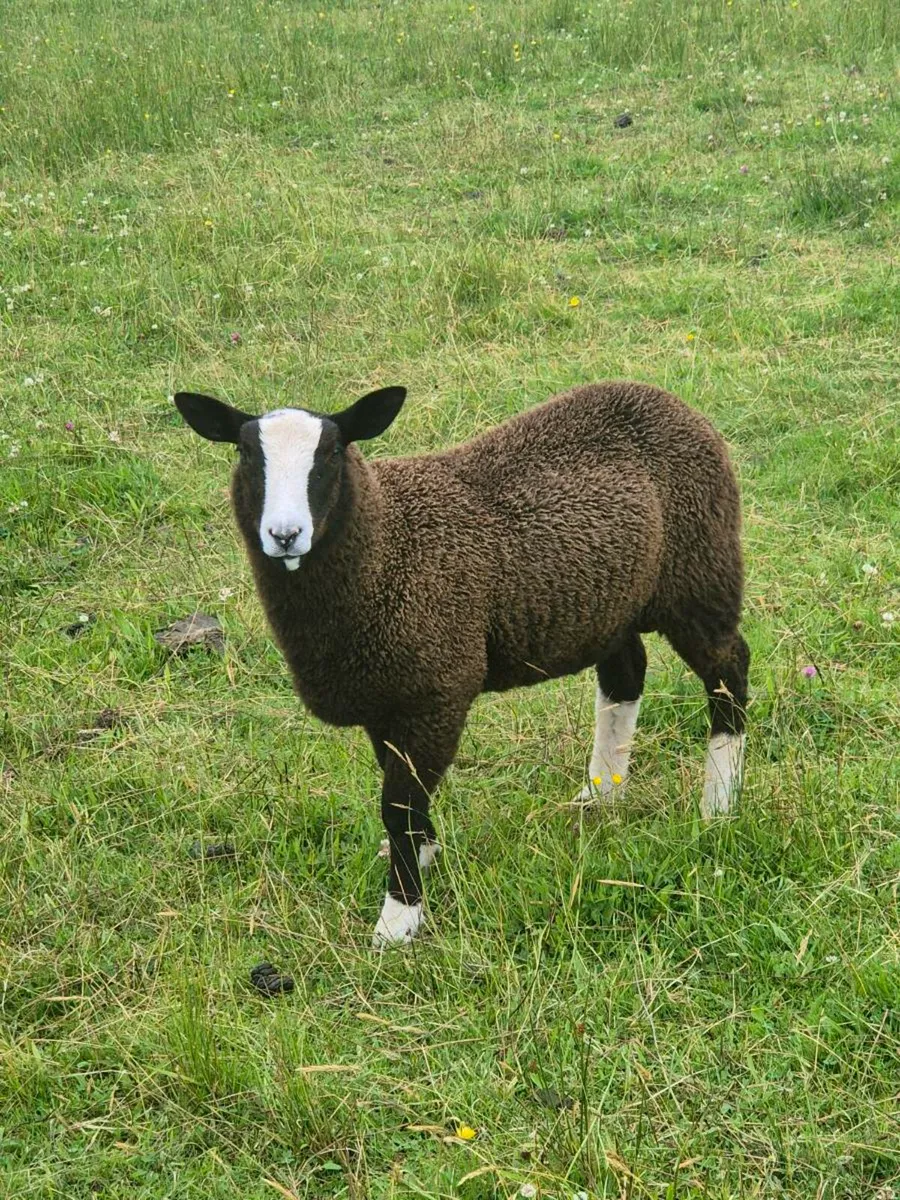 Zwartble Lambs - Image 2