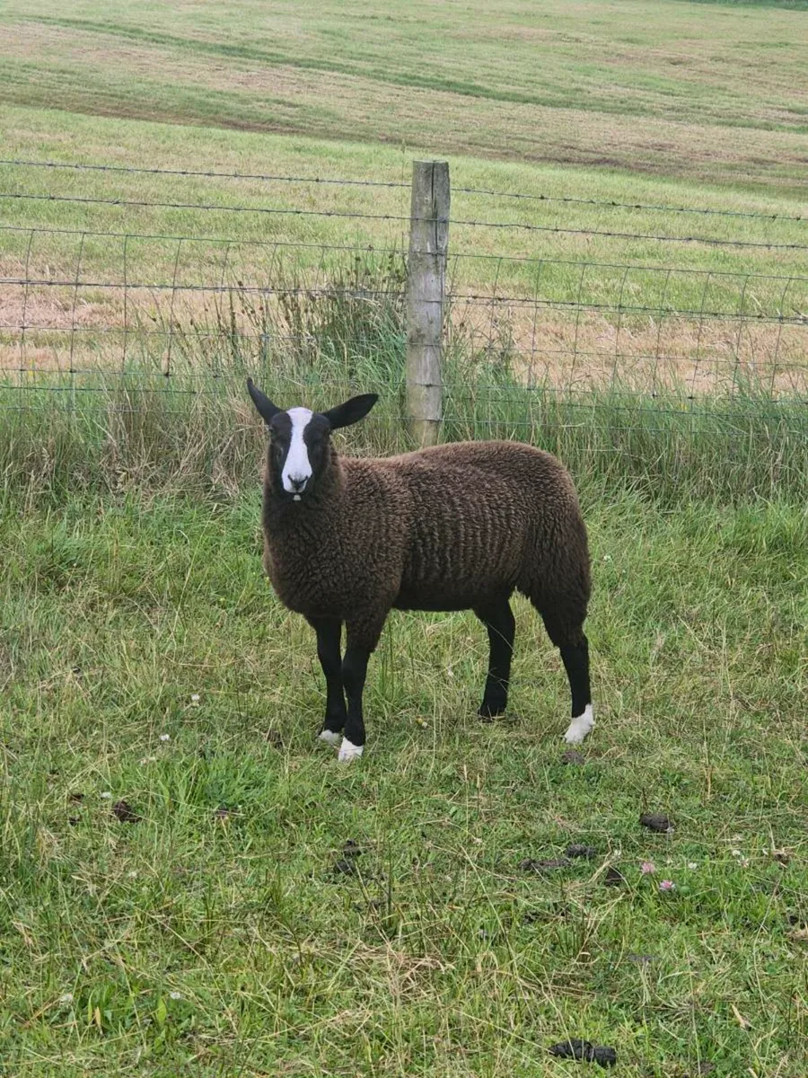Zwartble Lambs - Image 3