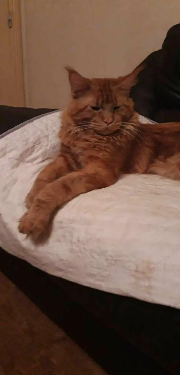 Maine Coon Girl Danaya  for sale registration WCF - Image 3