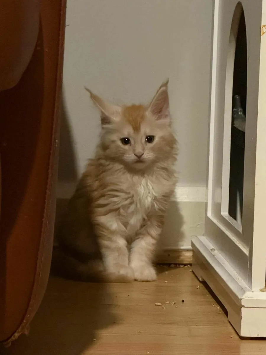 Maine Coon Girl Danaya for sale - Image 1