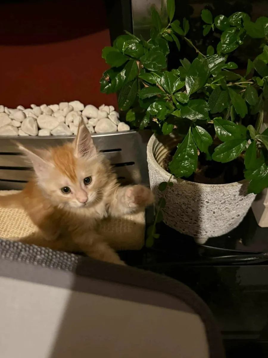 Maine Coon Girl Danaya for sale - Image 2