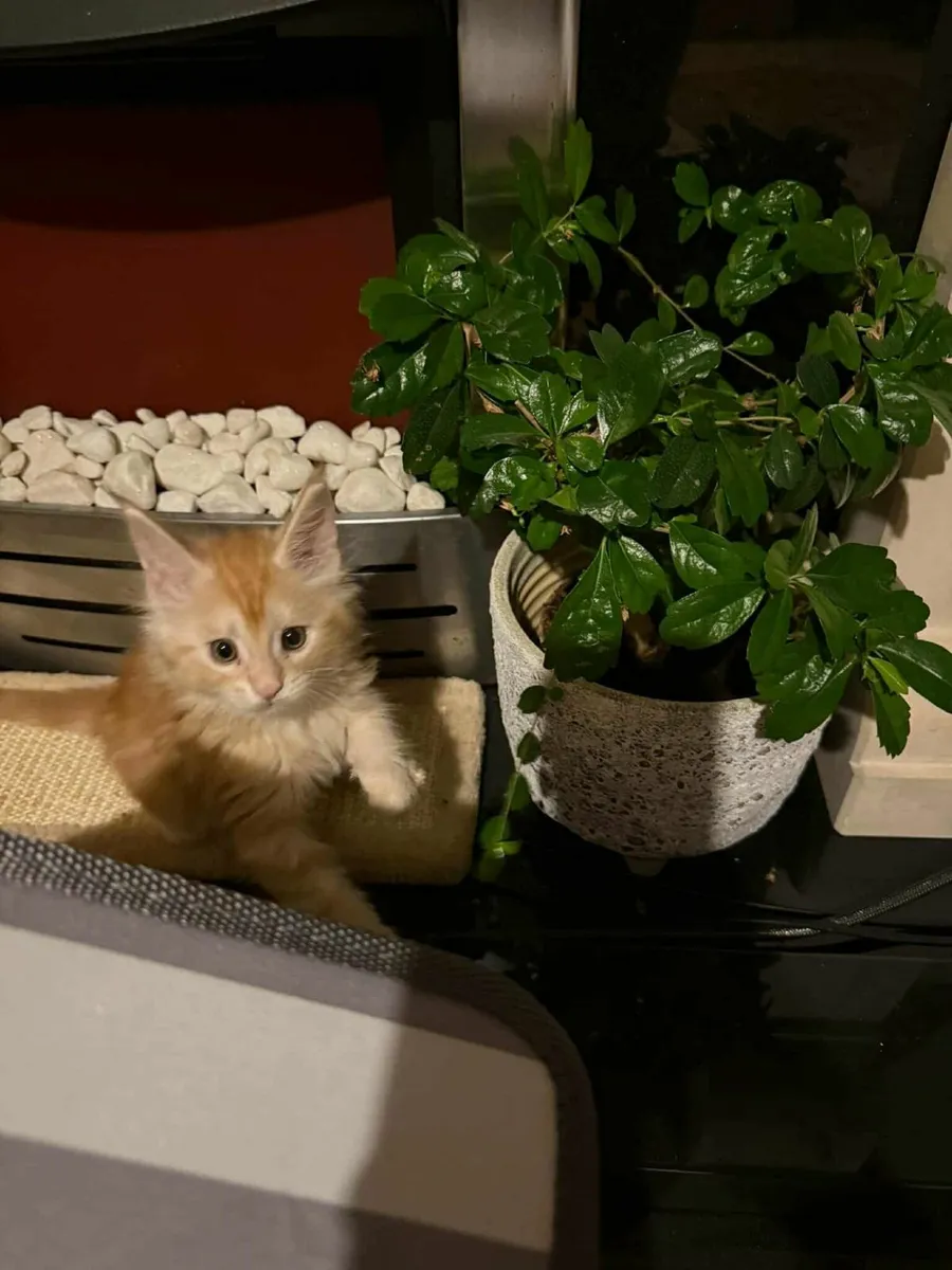 Maine Coon Girl Danaya for sale - Image 3