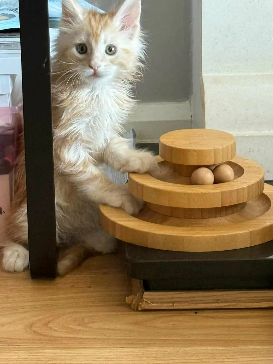 Maine Coon Girl Danaya for sale - Image 4