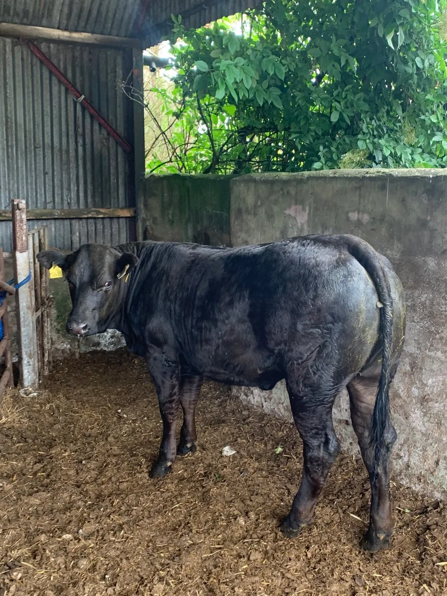 2 Super 4 ⭐️  Genotyped Breeding heifers - Image 1