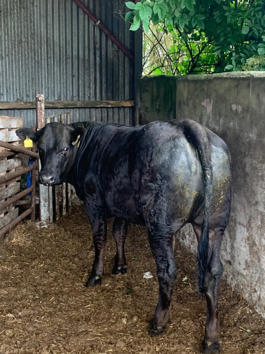 2 Super 4 ⭐️  Genotyped Breeding heifers - Image 3