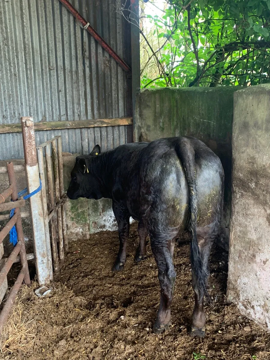 2 Super 4 ⭐️  Genotyped Breeding heifers - Image 2