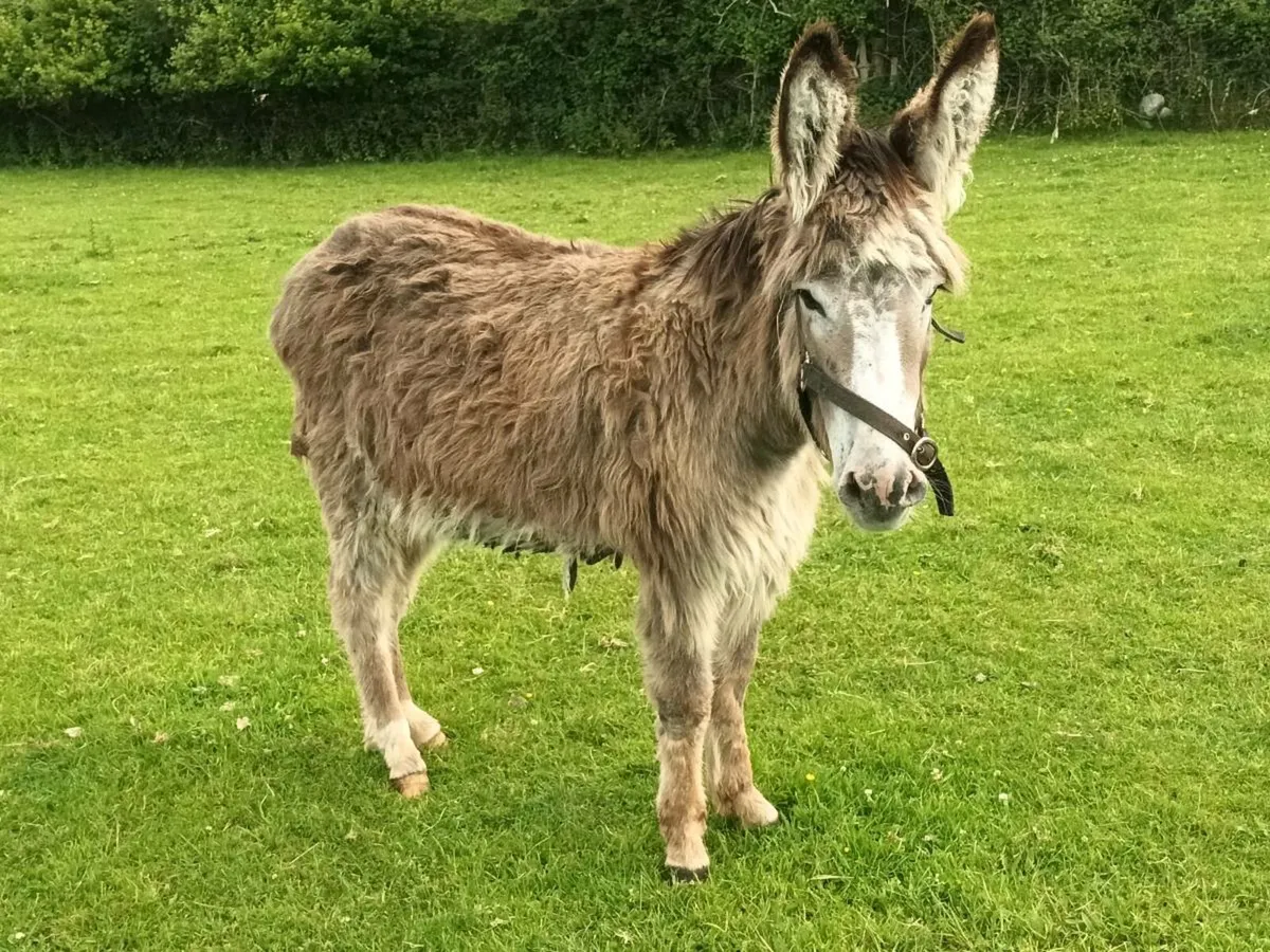 1 Mare Donkey - Image 1