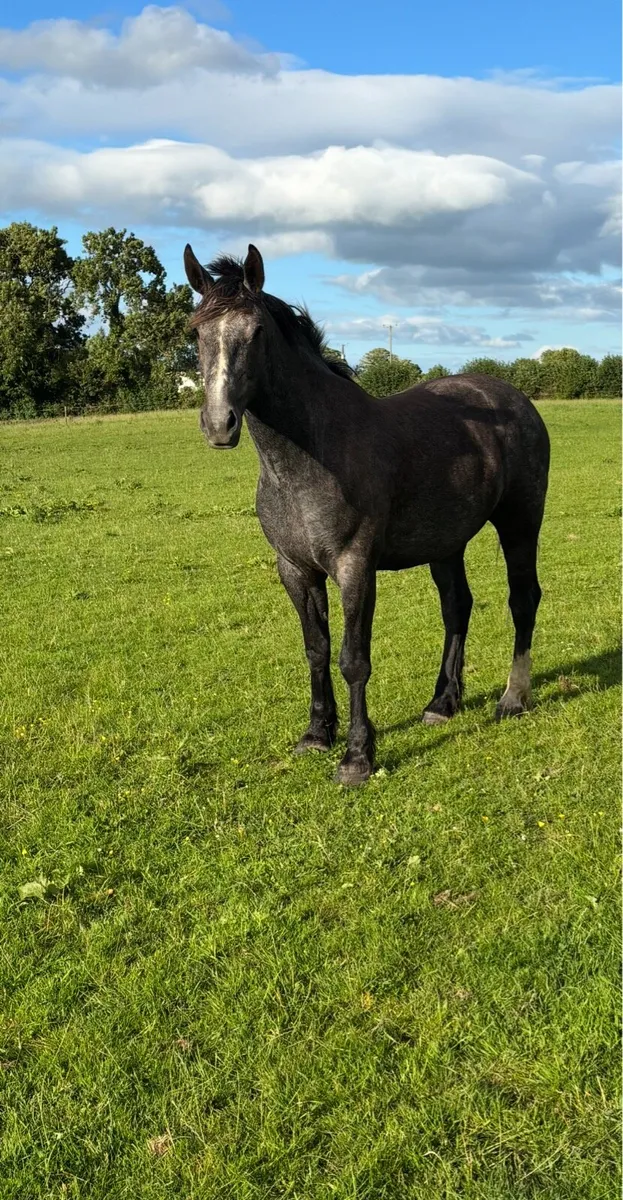 ID GELDING - Image 1