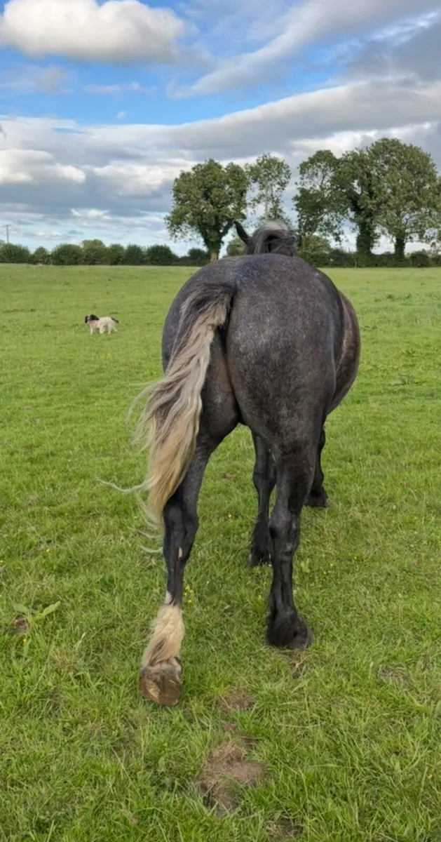 ID GELDING - Image 2