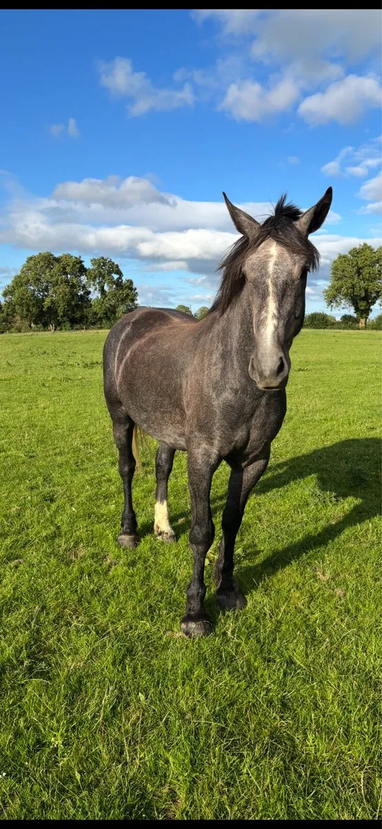 ID GELDING - Image 3