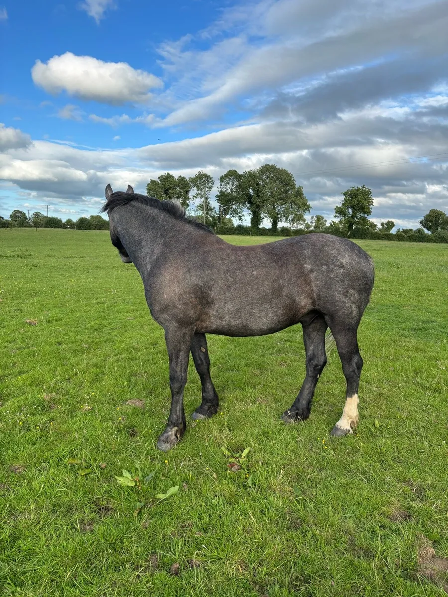 ID GELDING - Image 4