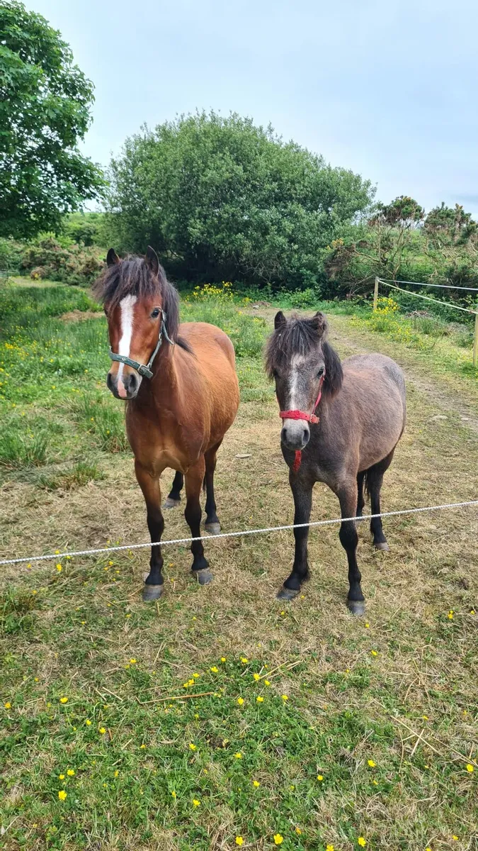2 kerry bog ponies - Image 2