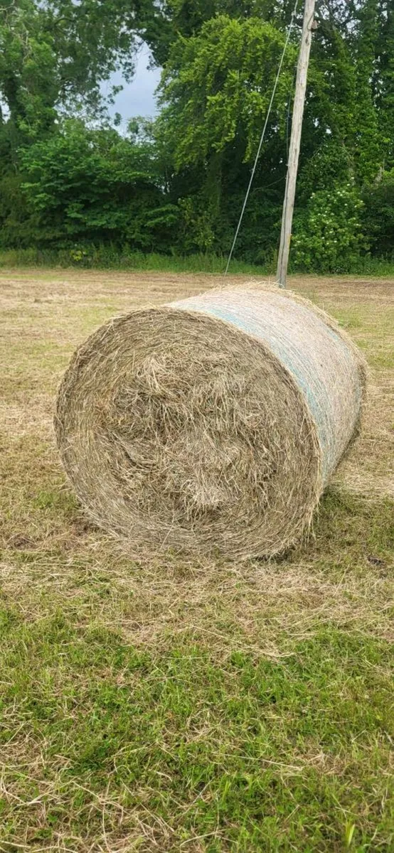 Hay