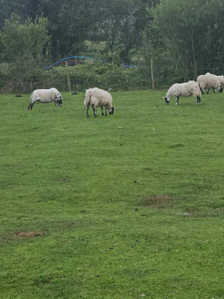 Pb lanark hoggets - Image 2