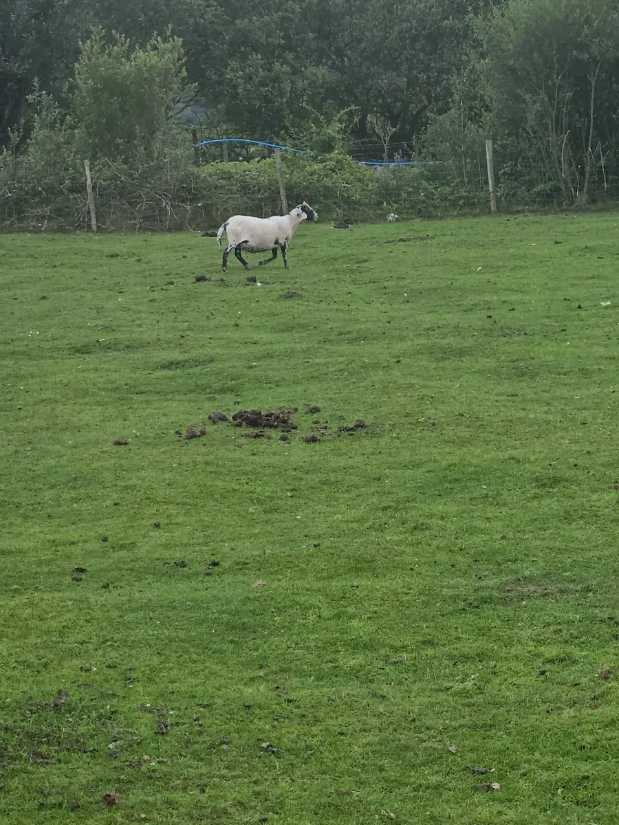 Pb lanark hoggets - Image 3
