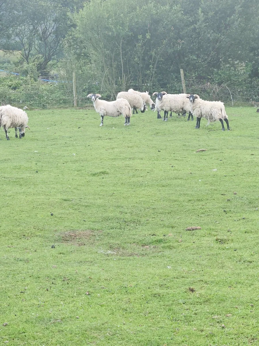 Pb lanark hoggets - Image 1