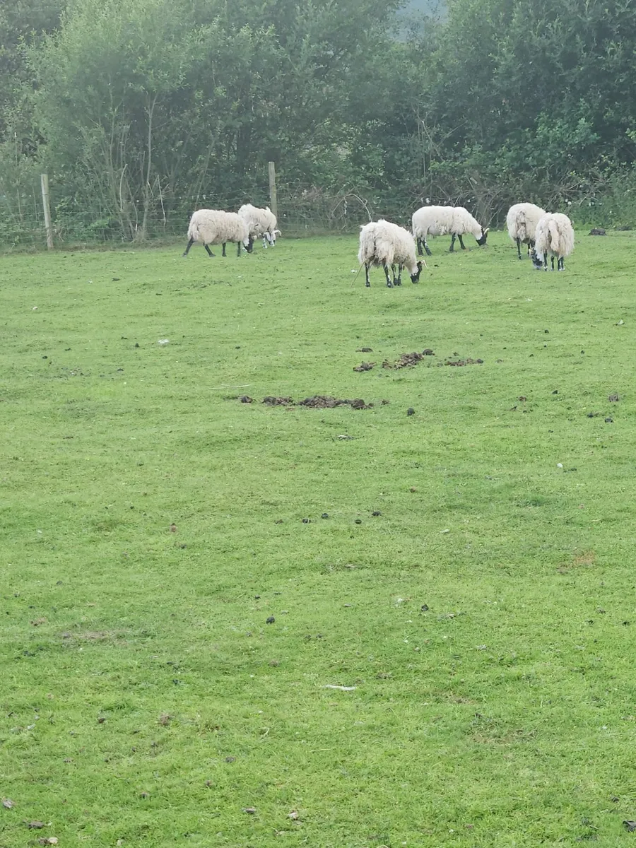Pb lanark hoggets - Image 4