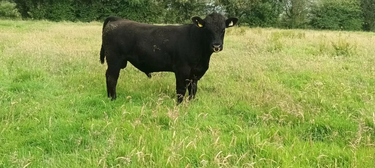 PBR AA Bull - Image 1