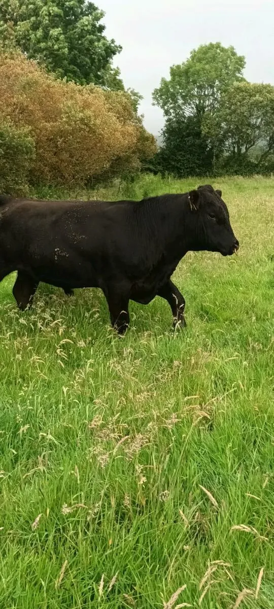 PBR AA Bull - Image 2