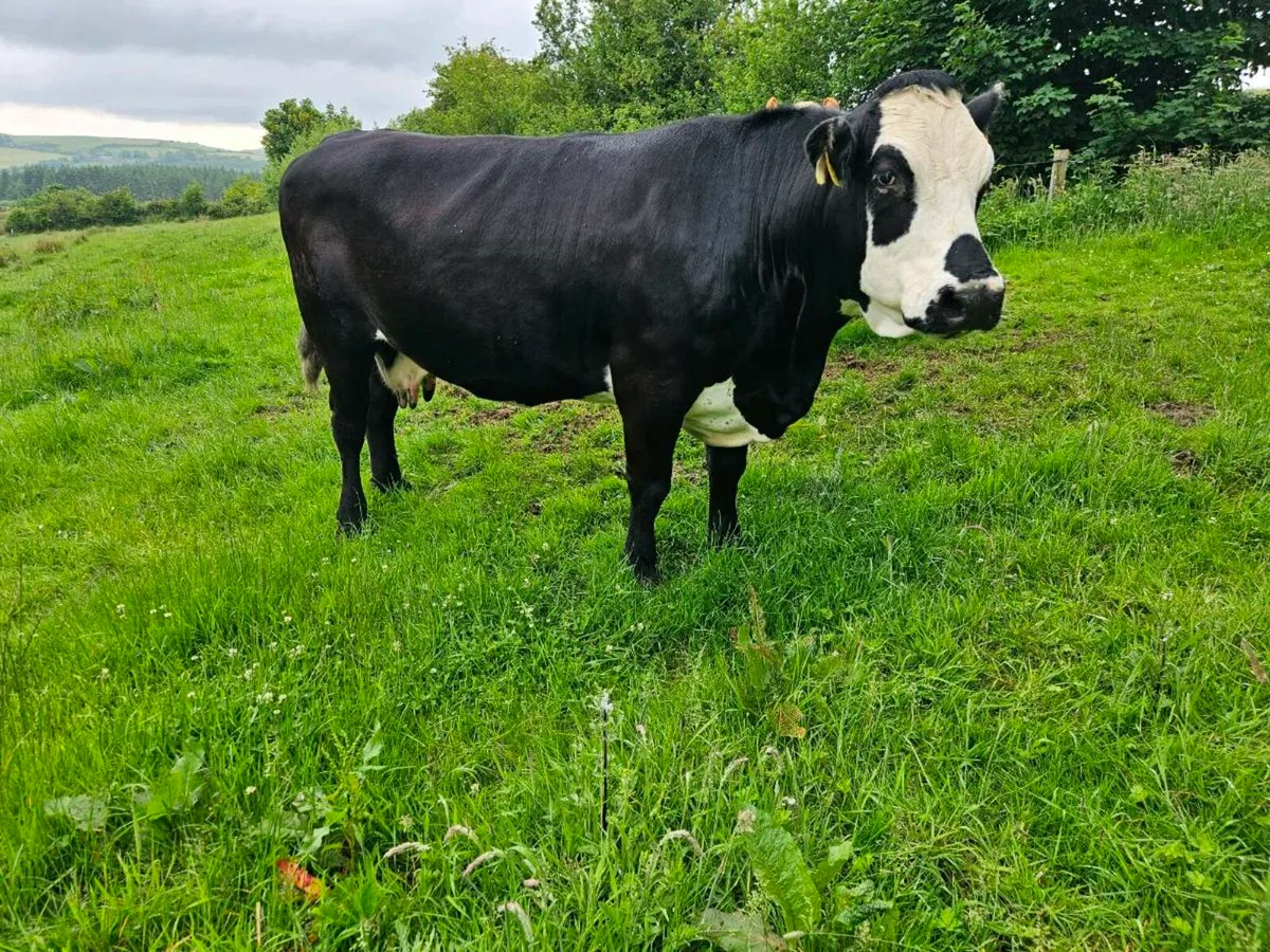 Roscrea Mart Friday Dry cows - Image 1