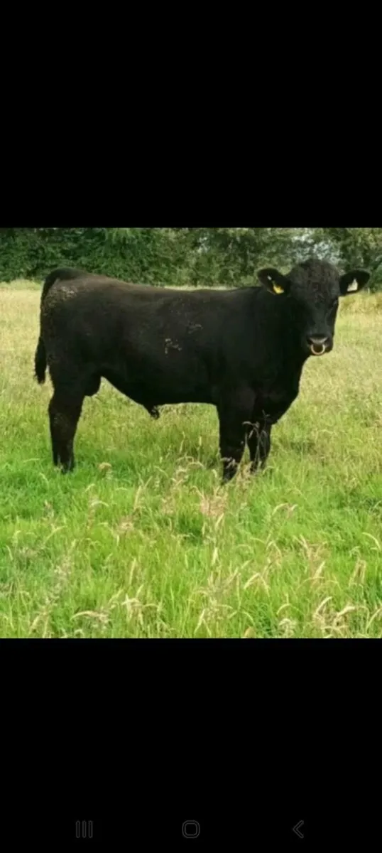 PBR AA Bull - Image 3