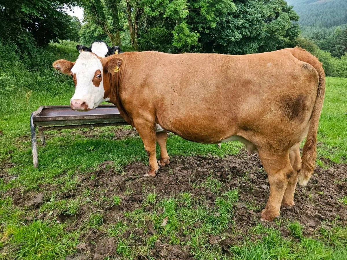 Roscrea Mart Friday Dry cows - Image 2