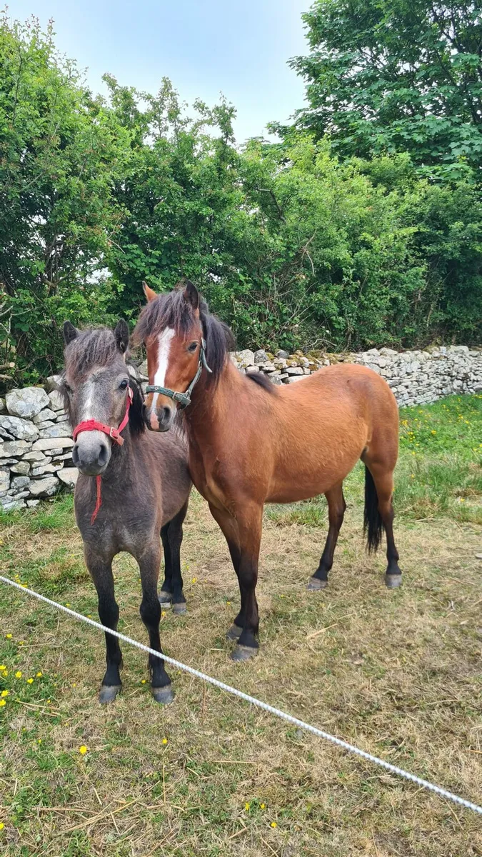 2 kerry bog ponies - Image 1
