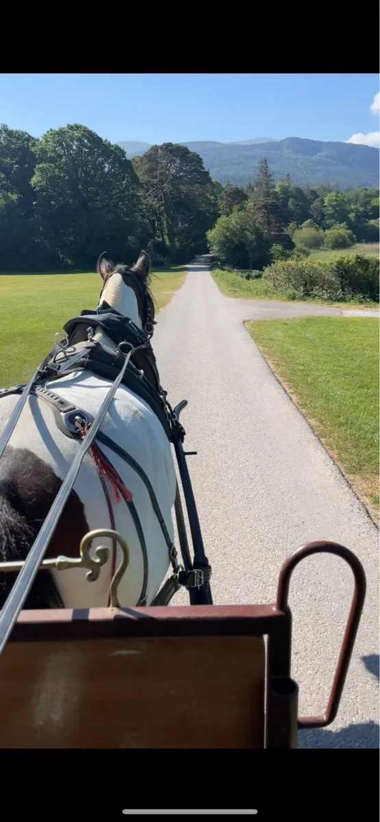 Riding and driving horse - Image 1