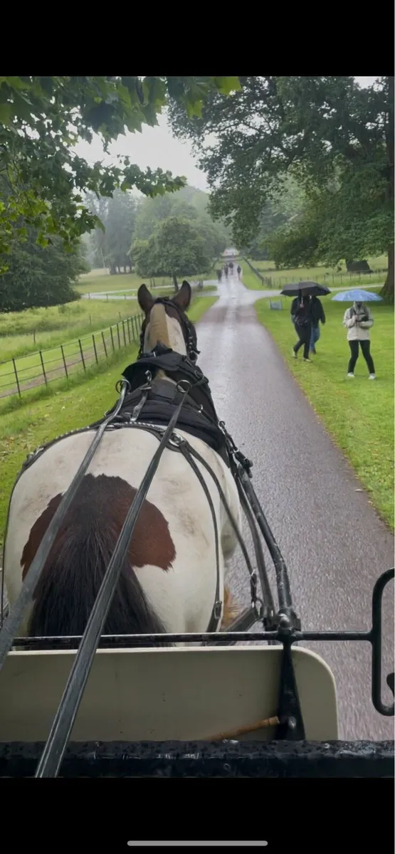 Riding and driving horse - Image 4